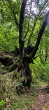 Plants: image 90 Of 208 Thumb